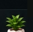 Mini Planter